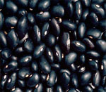 Black Gram Seeds Vijapur, Black Gram Seed Manufacturer Vijapur, Black Gram Seeds Gujarat, Black Gram Seed Manufacturer Gujarat, Black Gram Seeds India, Black Gram Seed Manufacturer India