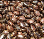 castor seeds vijapur, castor seed manufacturer vijapur, castor seeds gujarat, castor seed manufacturer gujarat, castor seeds india, castor seed manufacturer india