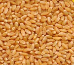wheat seeds vijapur, wheat seed manufacturer vijapur, wheat seeds gujarat, wheat seed manufacturer gujarat, wheat seeds india, wheat seed manufacturer india